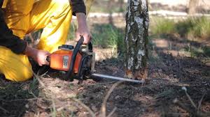 Trusted Rice Lake, WI Tree Care Services Experts